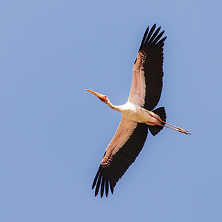South Luangwa - Yellow-billed stork